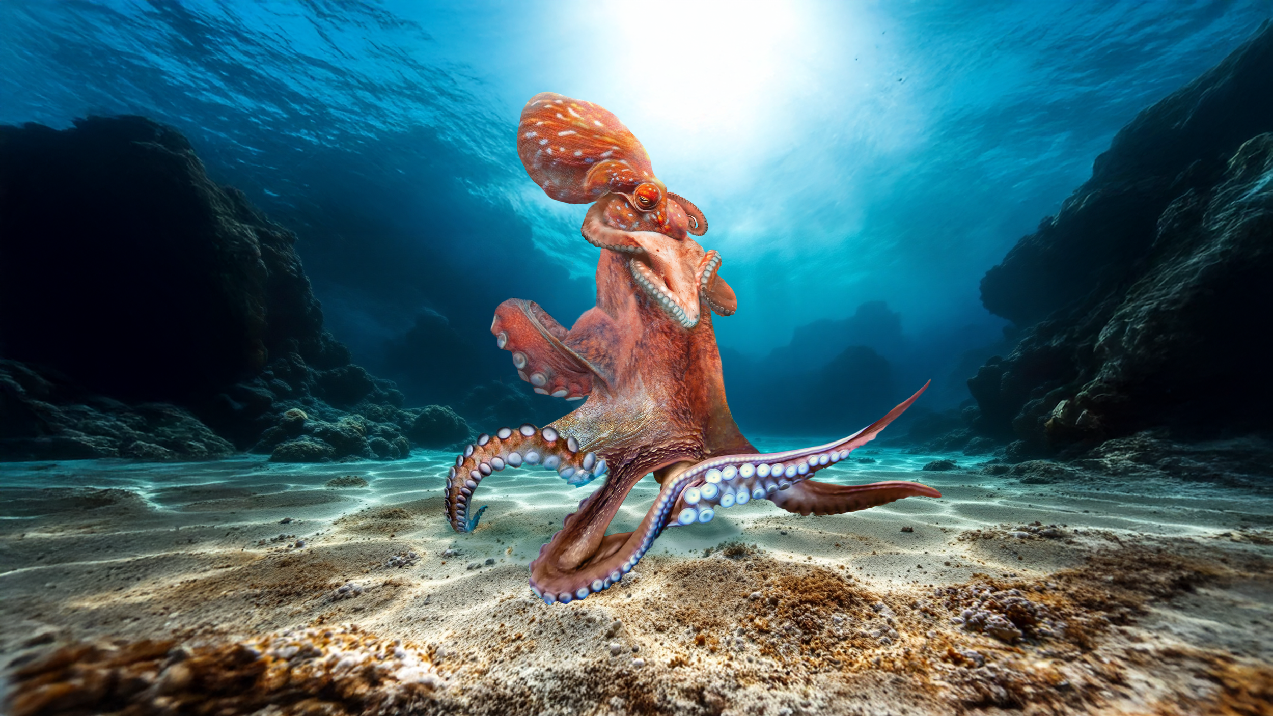 octo-color-v2.03.png
