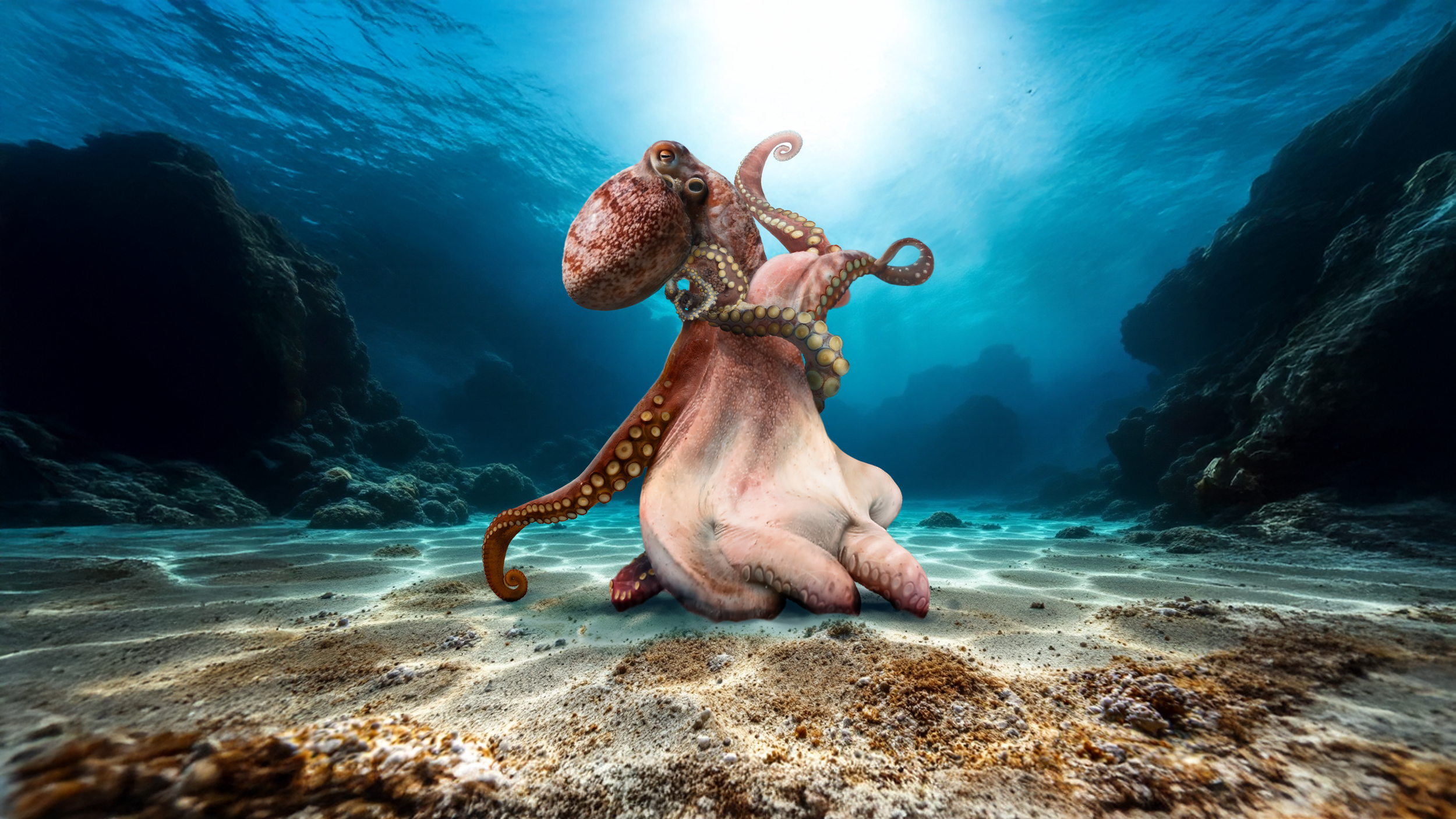 octo-color-v1.01.png